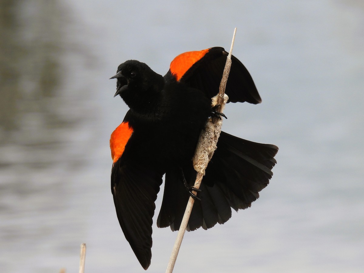 Red-winged Blackbird - ML617996871