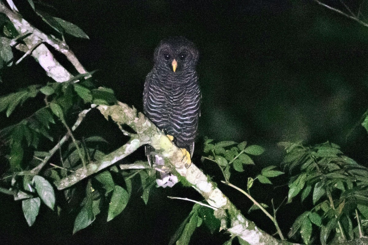 Black-banded Owl - ML617996883