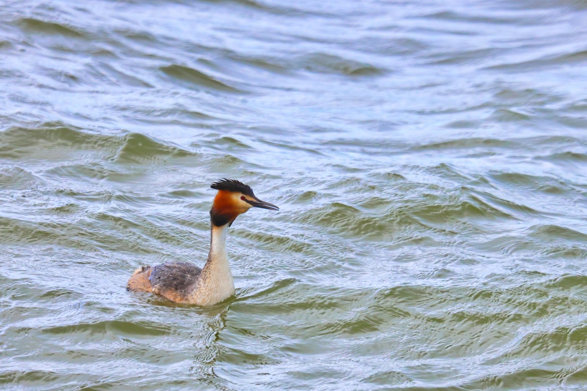 Great Crested Grebe - ML617996884