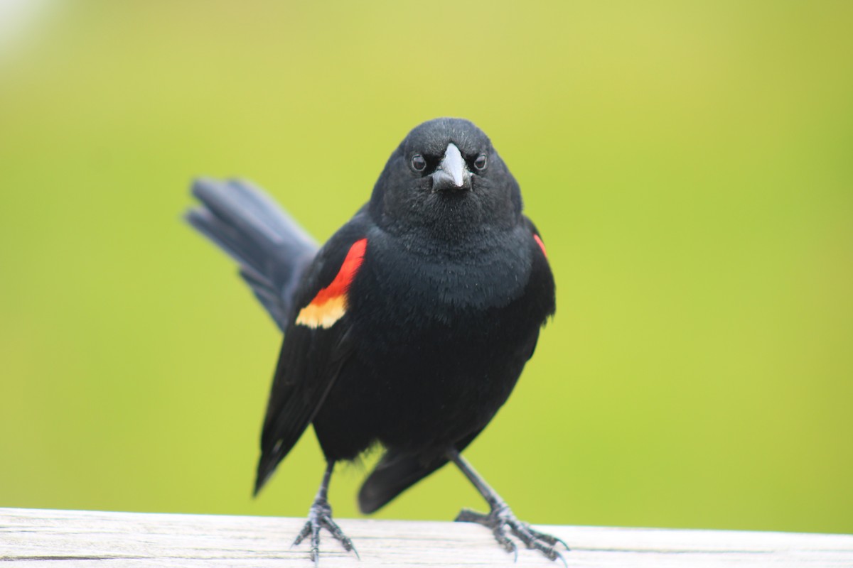 Red-winged Blackbird - ML617996910