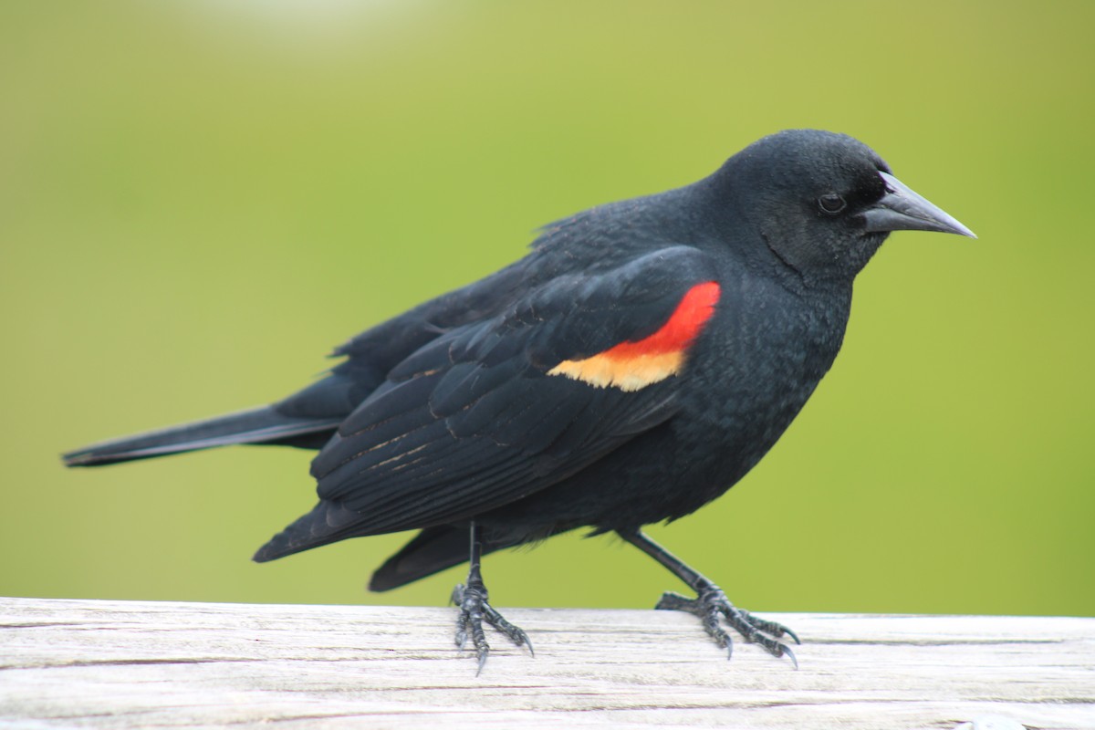 Red-winged Blackbird - Heather Clarke