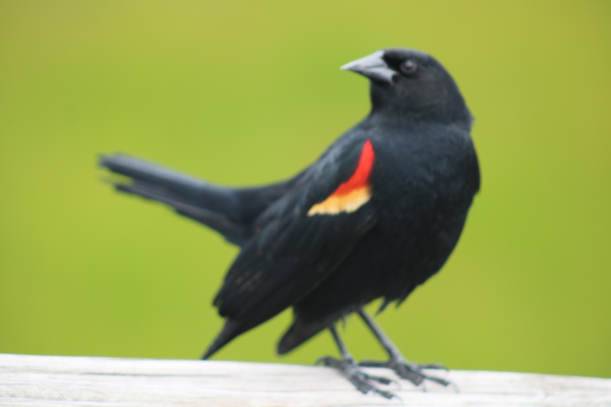 Red-winged Blackbird - Heather Clarke