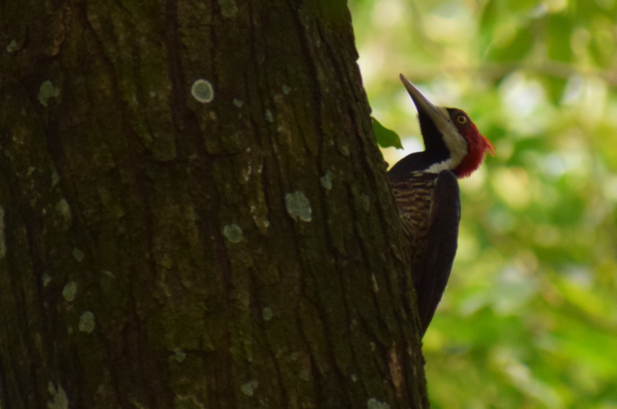 Crimson-crested Woodpecker - N e i l G i l b e r t
