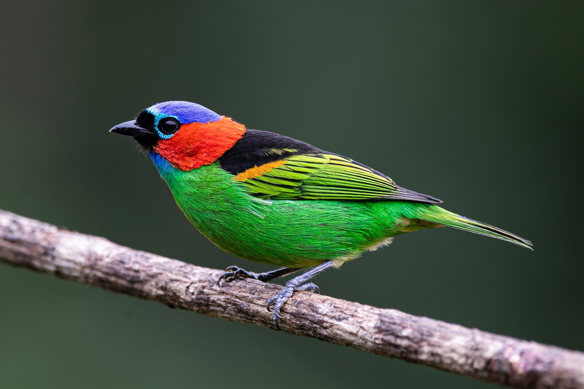 Red-necked Tanager - ML617996955