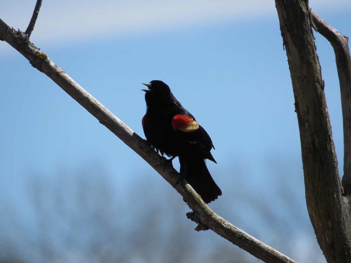 Red-winged Blackbird - ML617996985