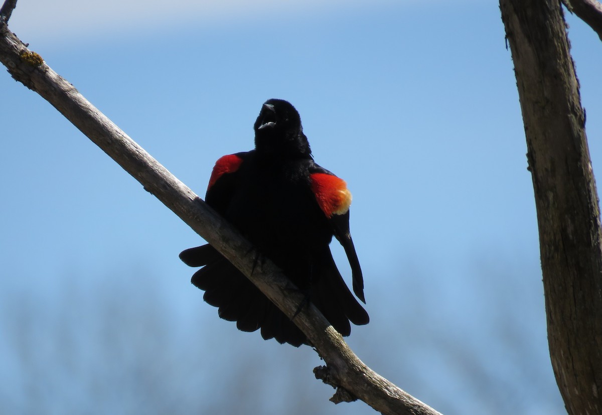 Red-winged Blackbird - ML617996993