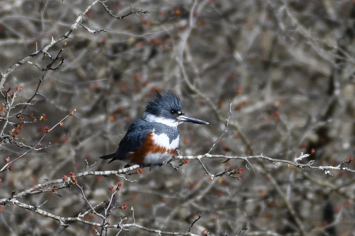Belted Kingfisher - Christy Hibsch