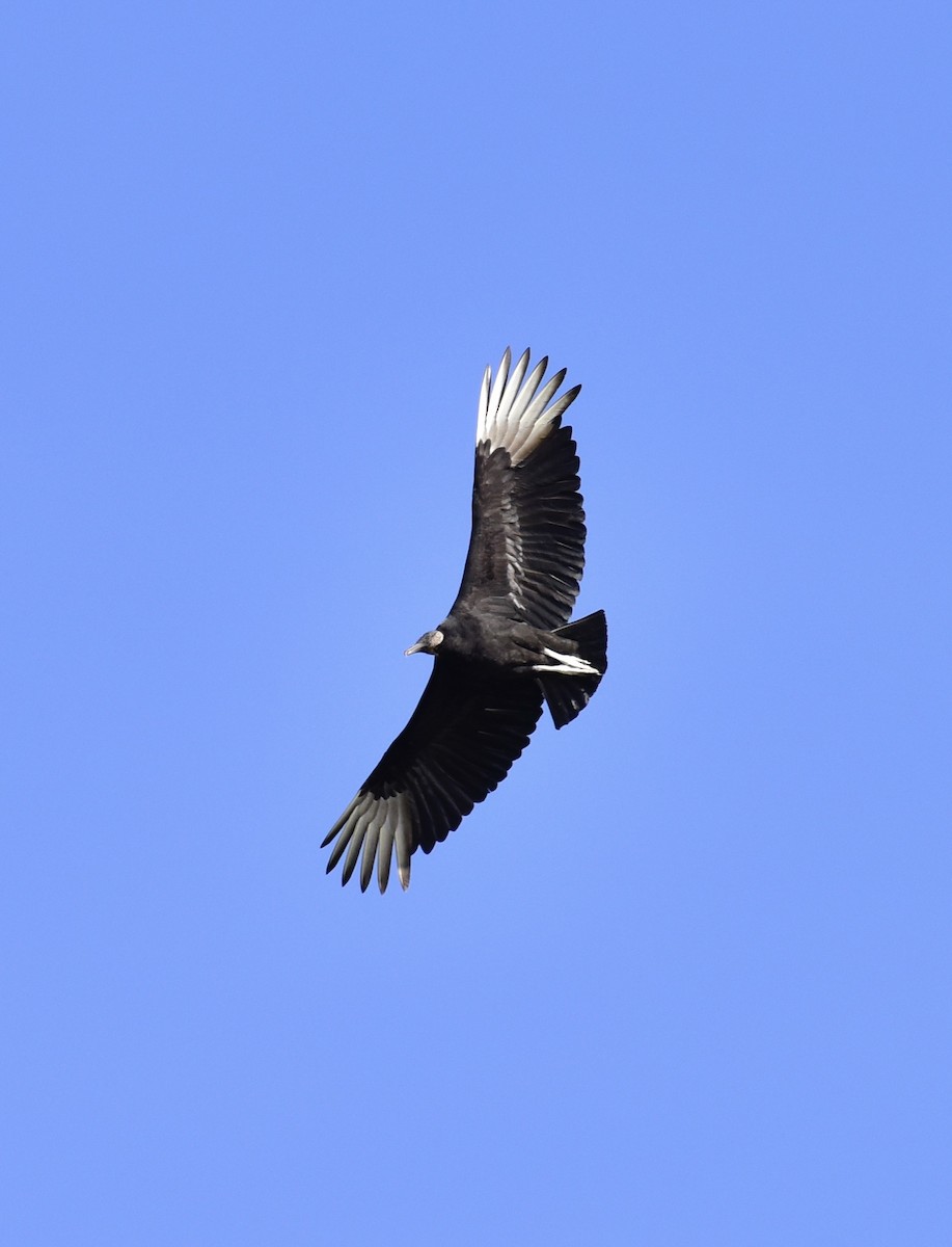 Black Vulture - ML617997101