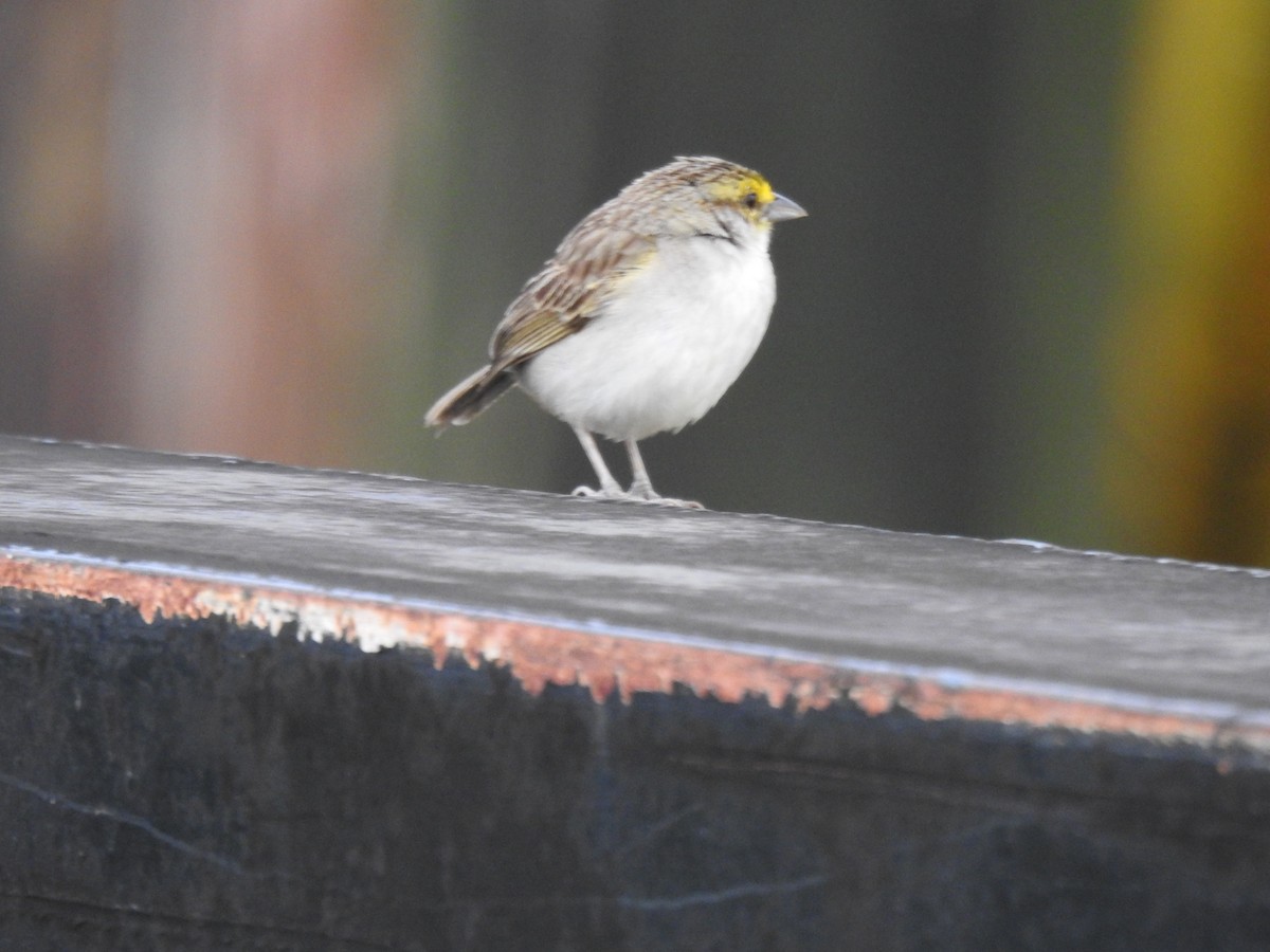 Yellow-browed Sparrow - ML617997149