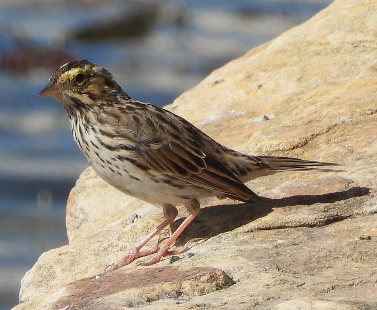 Savannah Sparrow - ML617997152