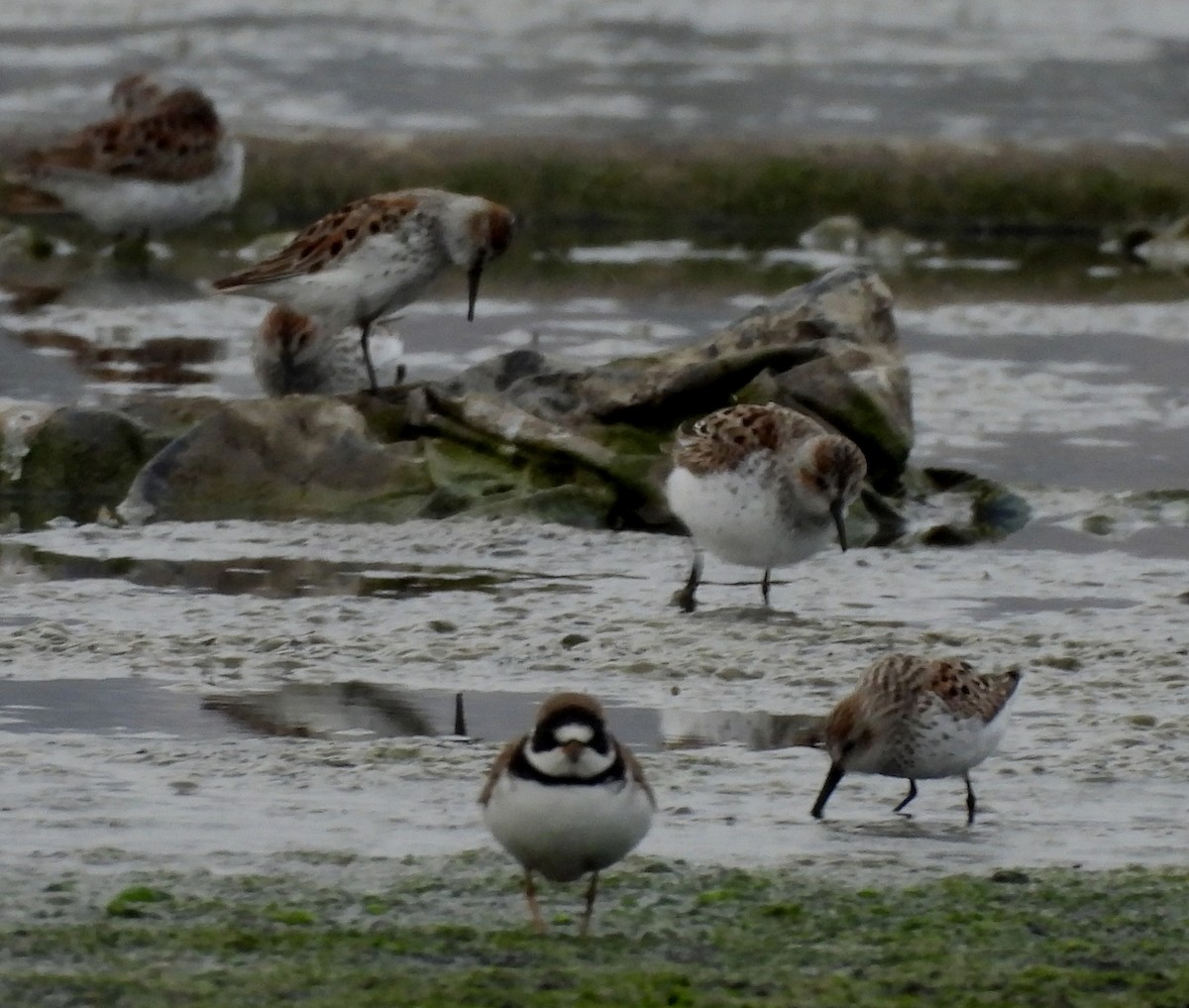 Semipalmated Plover - ML617997177