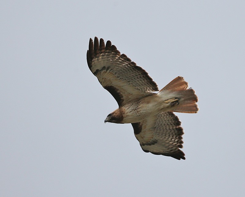 Red-tailed Hawk - ML617997191