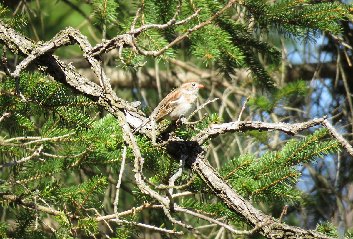 Field Sparrow - Cynthia Lamb
