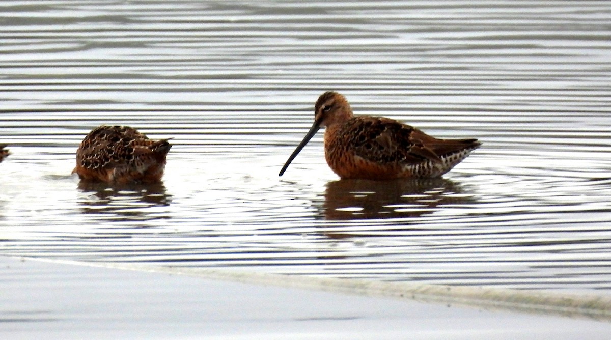 Long-billed Dowitcher - ML617997194