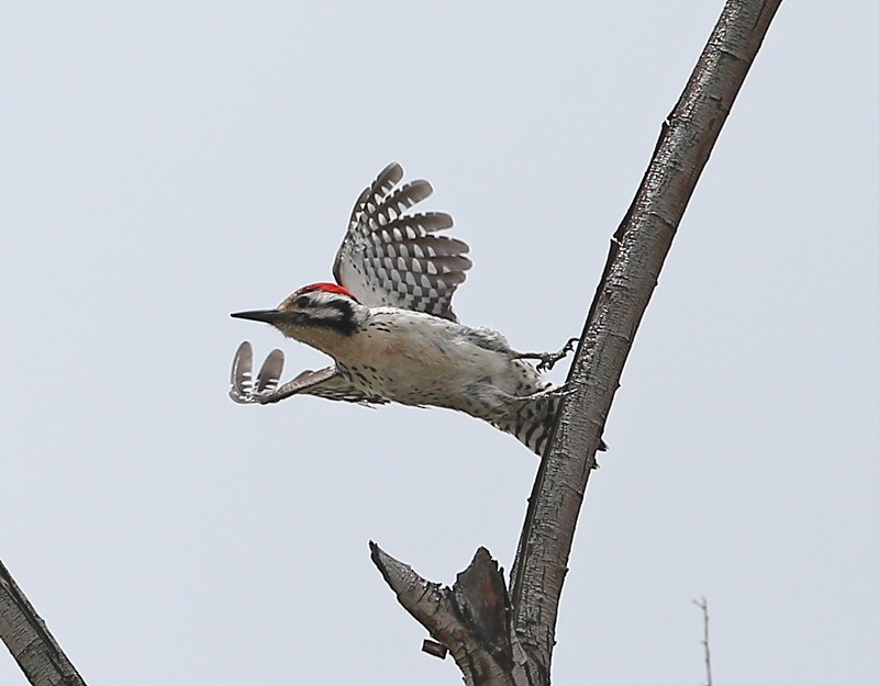Ladder-backed Woodpecker - Michael Walther