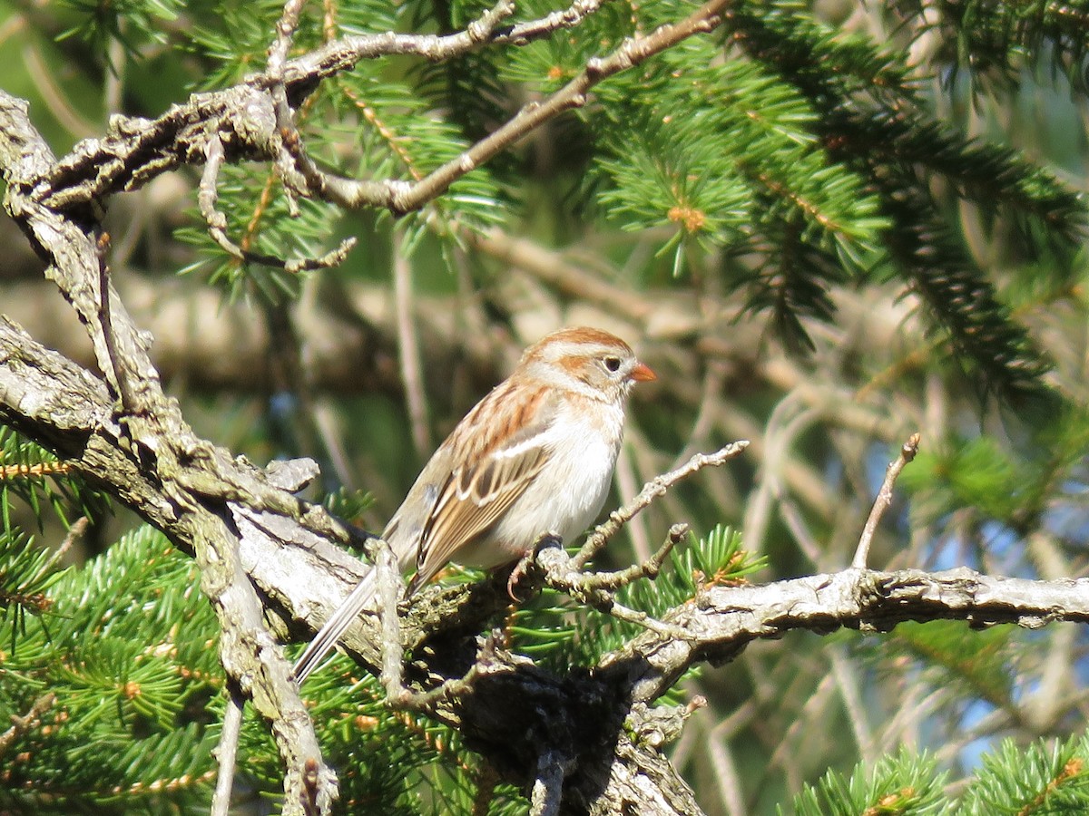 Field Sparrow - ML617997203