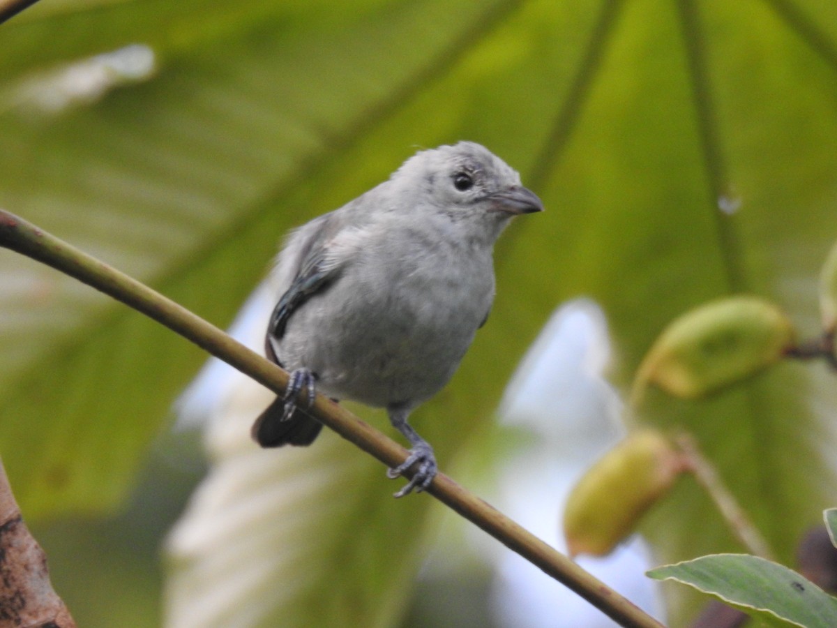 Blue-gray Tanager - ML617997230