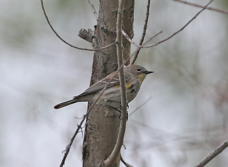 Yellow-rumped Warbler - Michael Walther