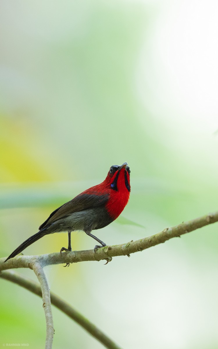 Crimson Sunbird (Crimson) - ML617997294