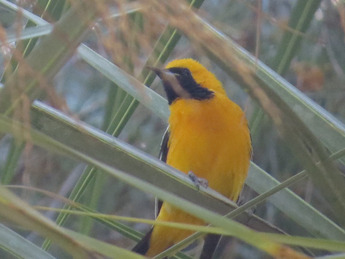 Hooded Oriole - Vincent Maglio