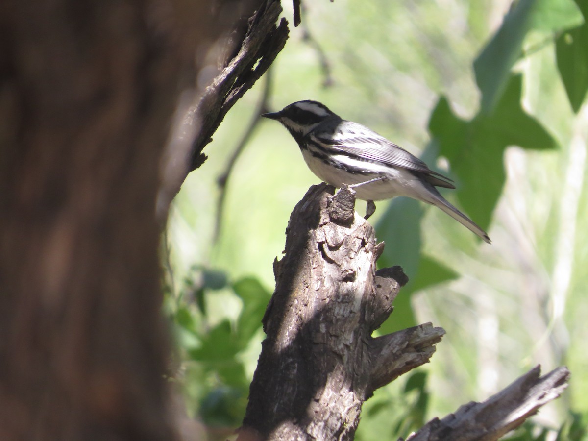 Black-throated Gray Warbler - ML617997326