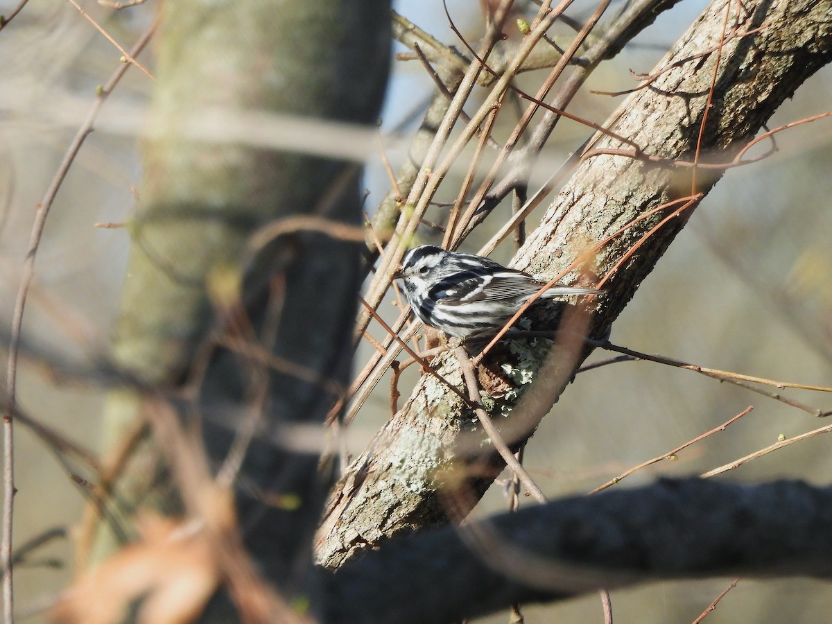 Black-and-white Warbler - ML617997349