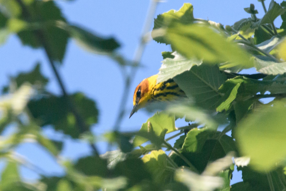 Cape May Warbler - ML617997354