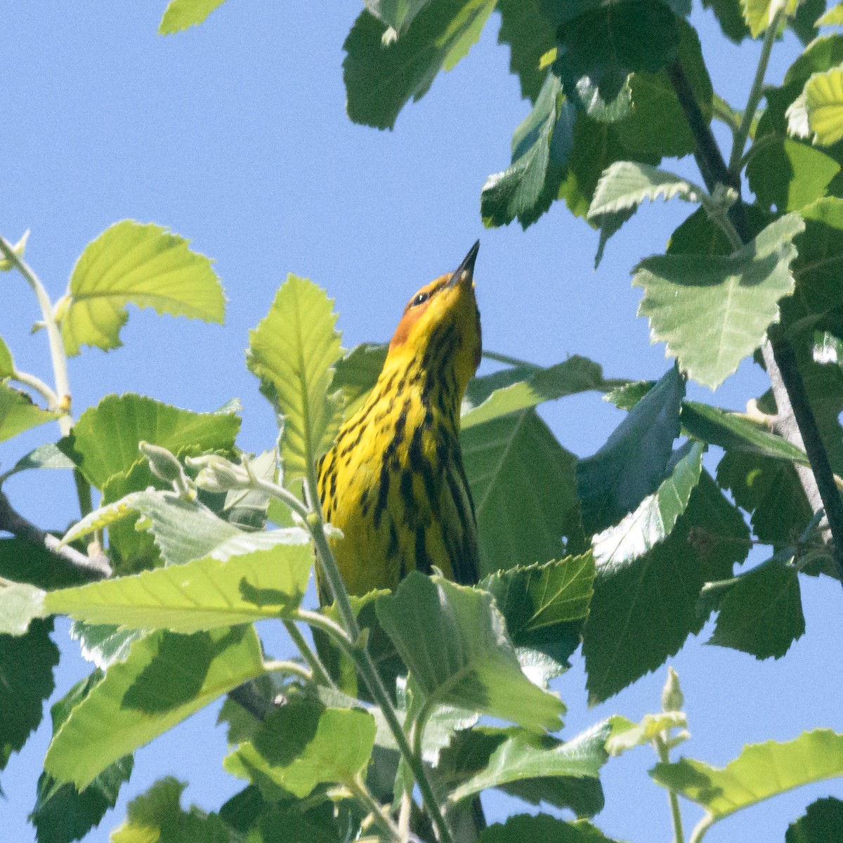 Cape May Warbler - ML617997370