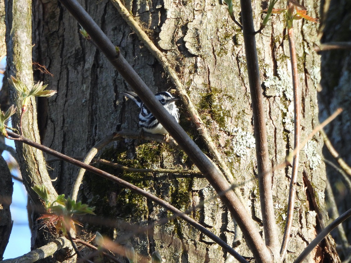 Black-and-white Warbler - Mary McKitrick