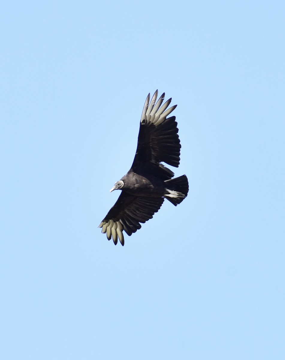Black Vulture - ML617997380