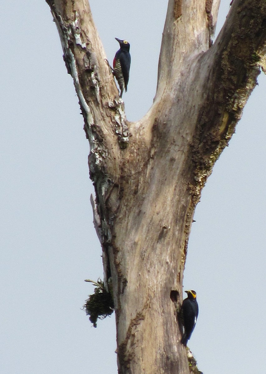 Yellow-tufted Woodpecker - ML617997386