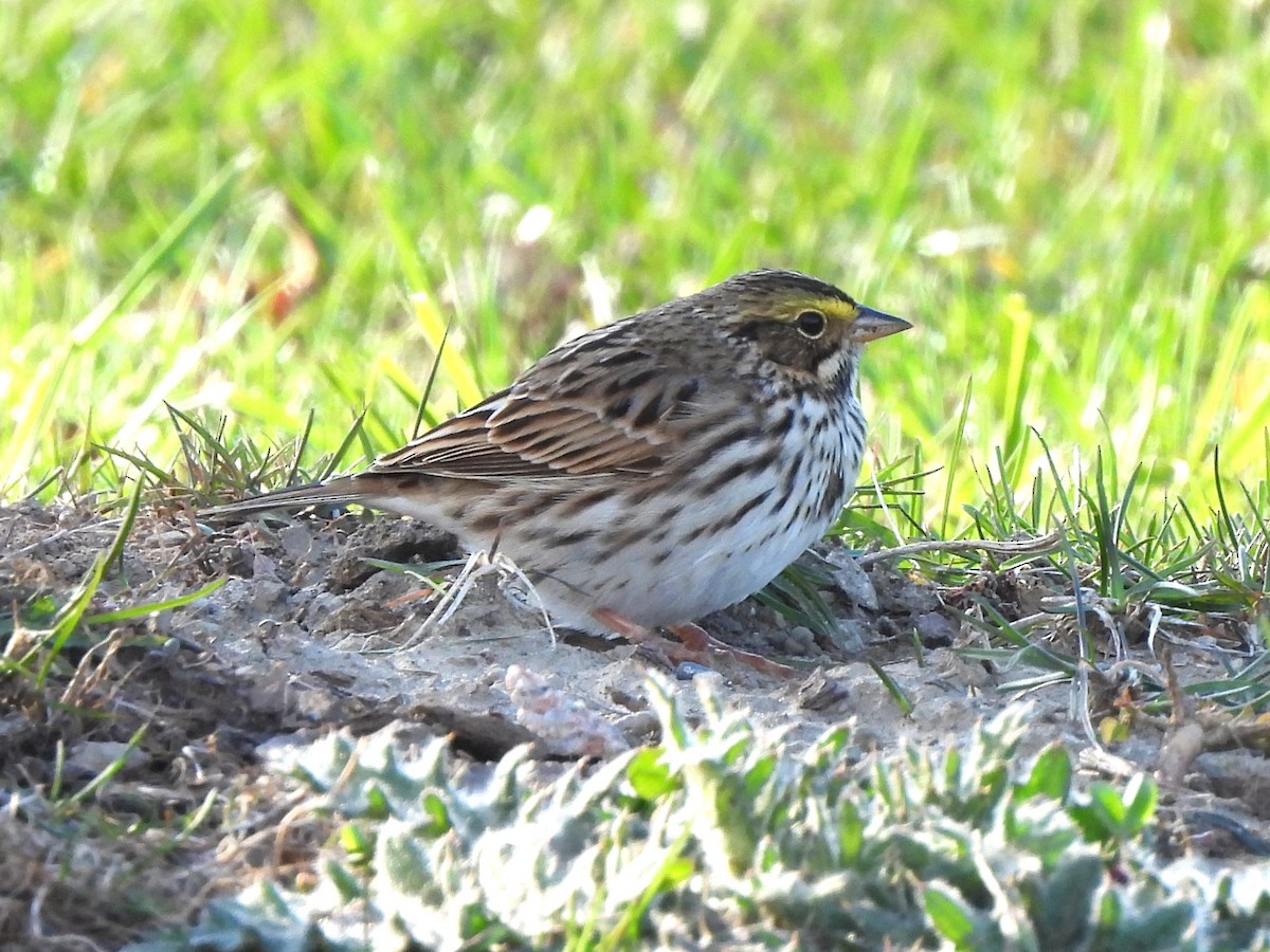 Savannah Sparrow - ML617997411