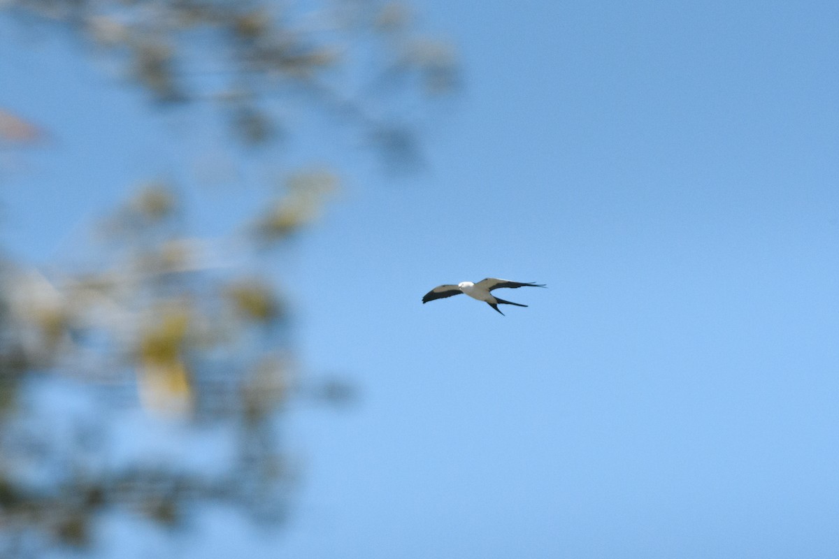 Swallow-tailed Kite - ML617997434