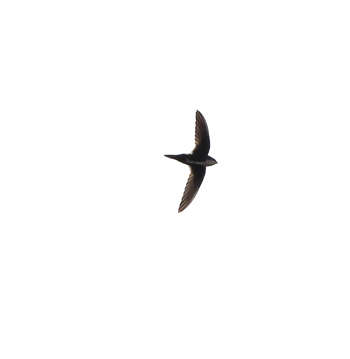 White-throated Swift - ML617997443
