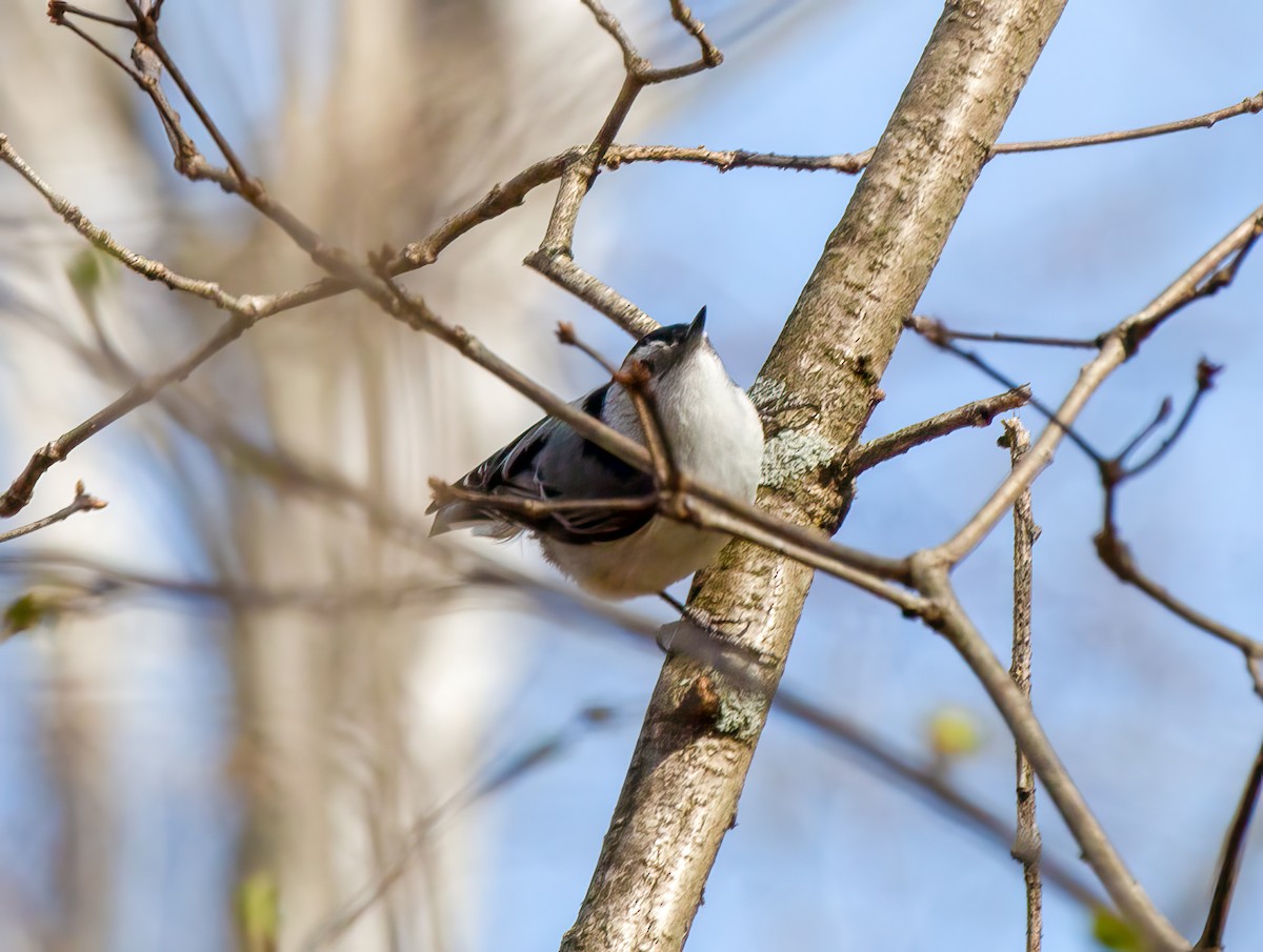White-breasted Nuthatch - ML617997465