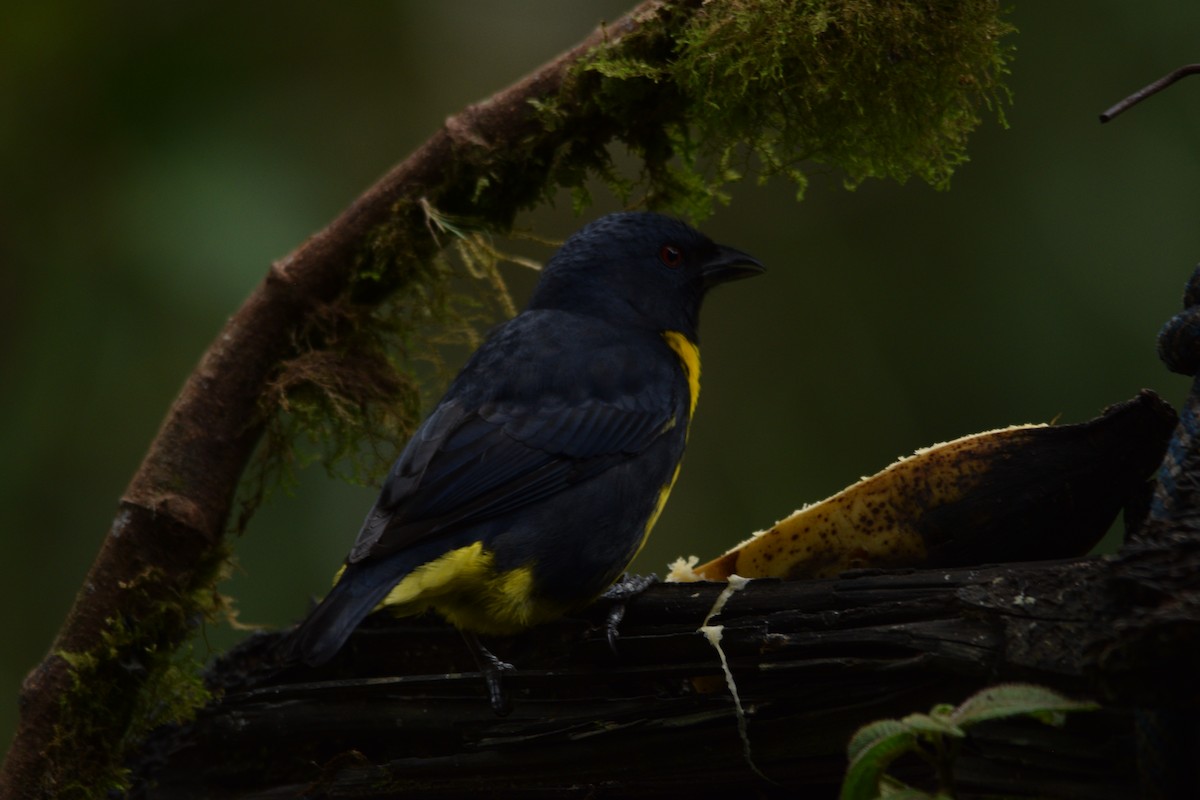 Blue-and-gold Tanager - ML617997618