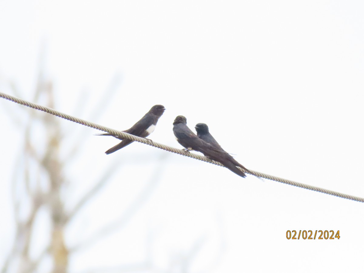 White-banded Swallow - ML617997632