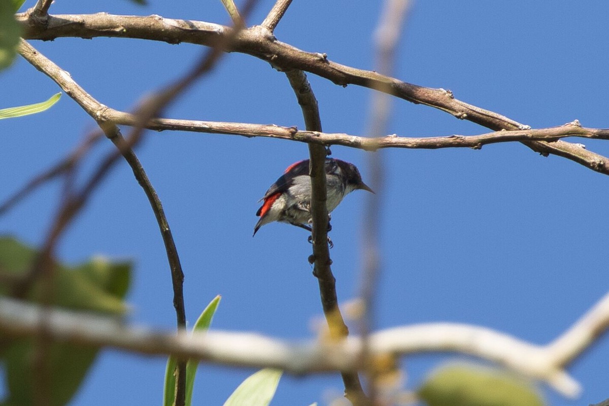 Scarlet-backed Flowerpecker - ML617997673