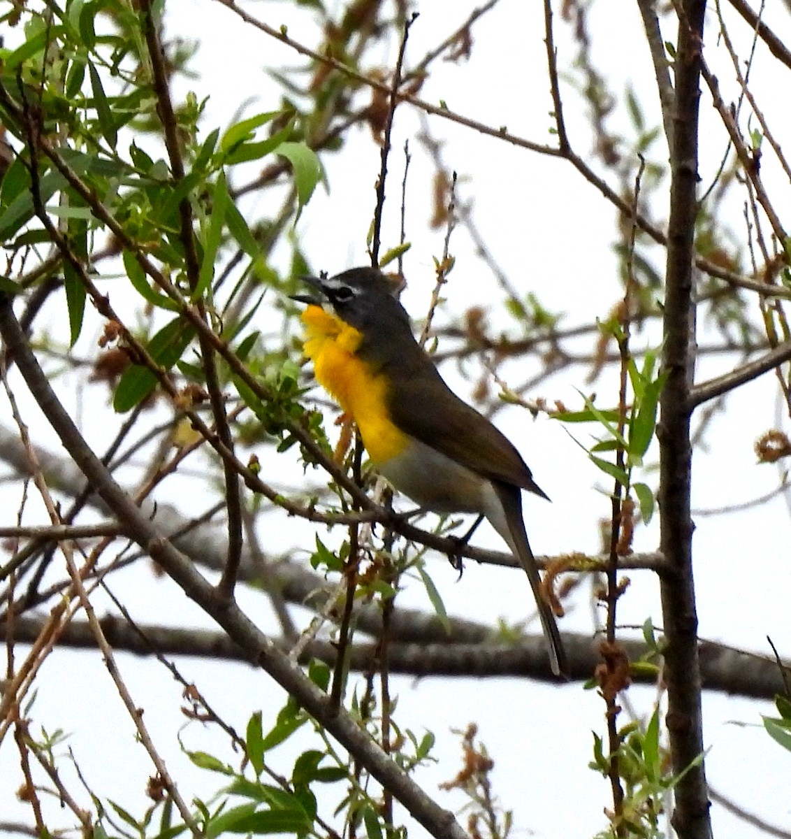 Yellow-breasted Chat - ML617997695