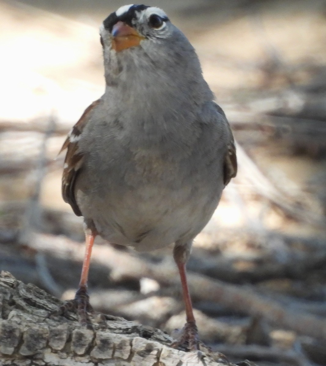 White-crowned Sparrow - ML617997743