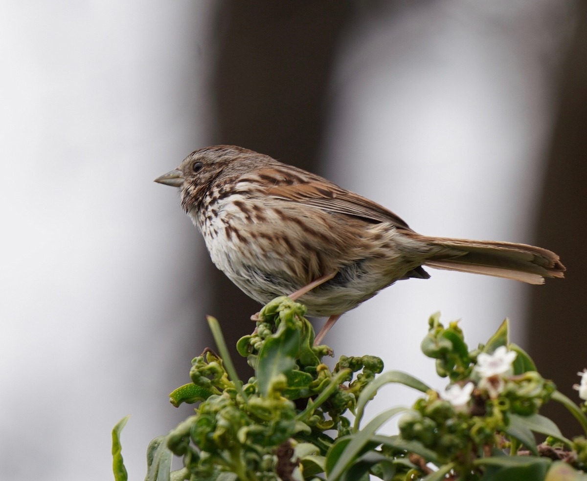 Song Sparrow - Sibylle Hechtel
