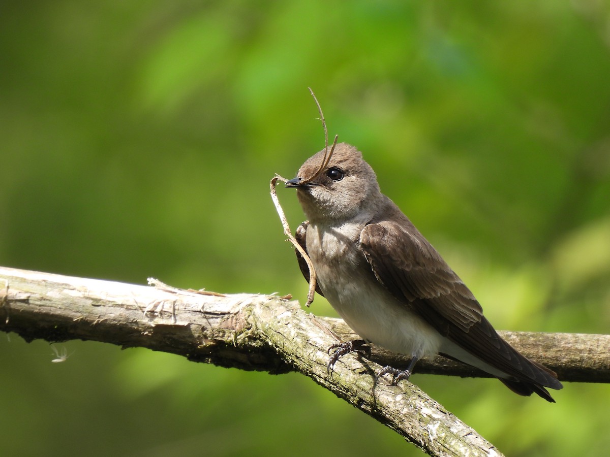 Northern Rough-winged Swallow - ML617997809