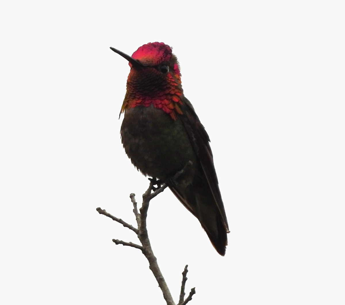 Anna's Hummingbird - ML617997810