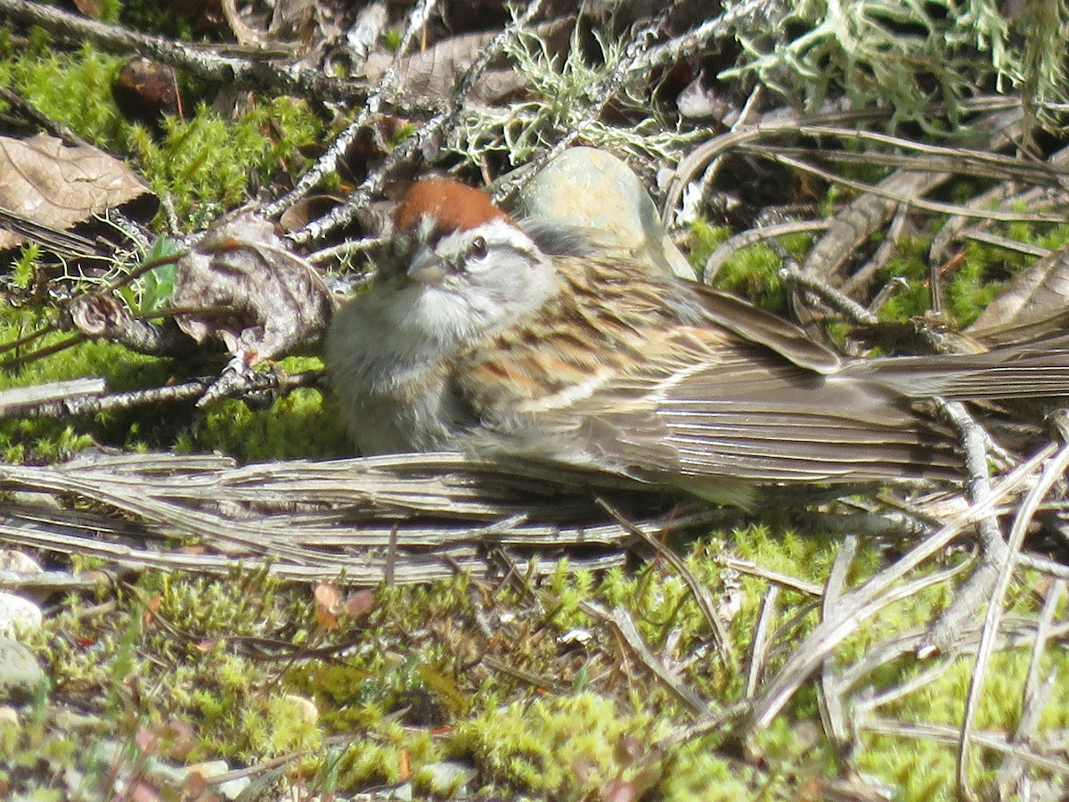 Chipping Sparrow - ML617997884