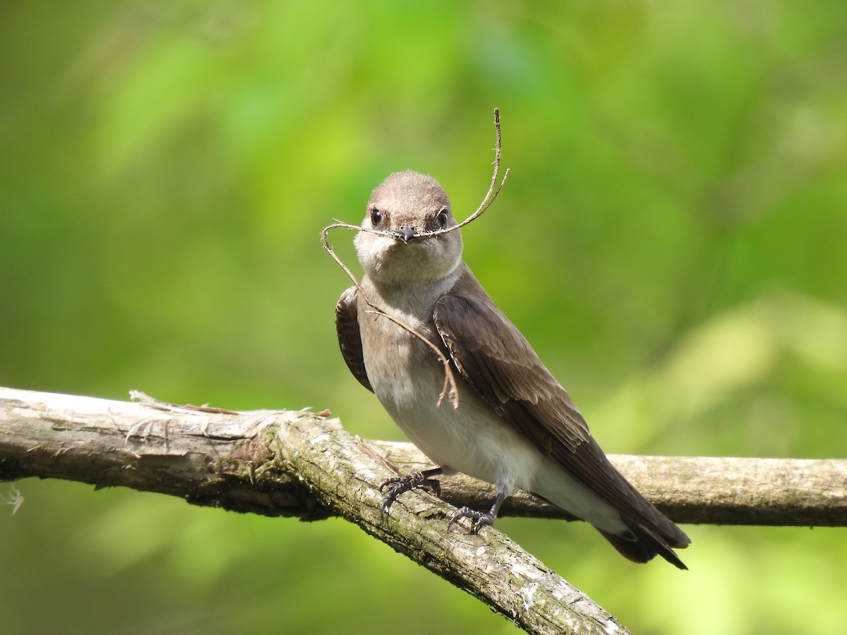 Northern Rough-winged Swallow - ML617997943