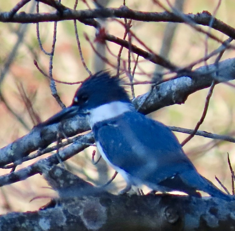 Belted Kingfisher - ML617997948