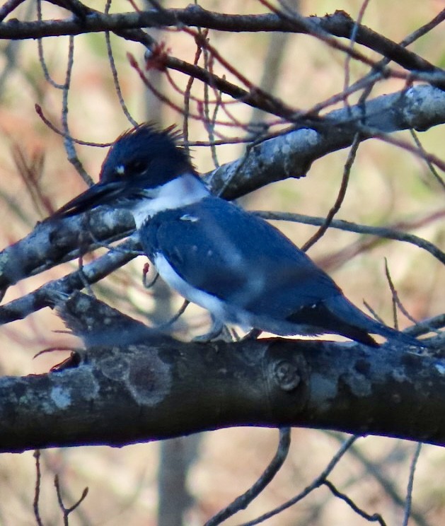 Belted Kingfisher - ML617997949