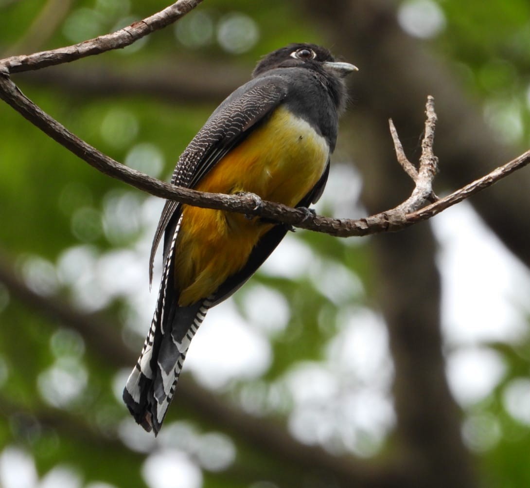 Gartered Trogon - My Experience With Nature Birding Tour Guide