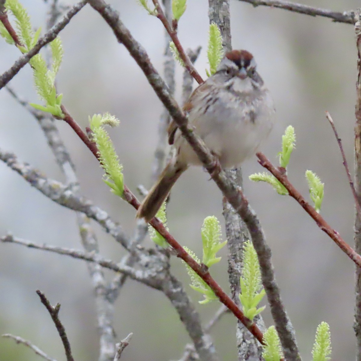 Swamp Sparrow - ML617997978