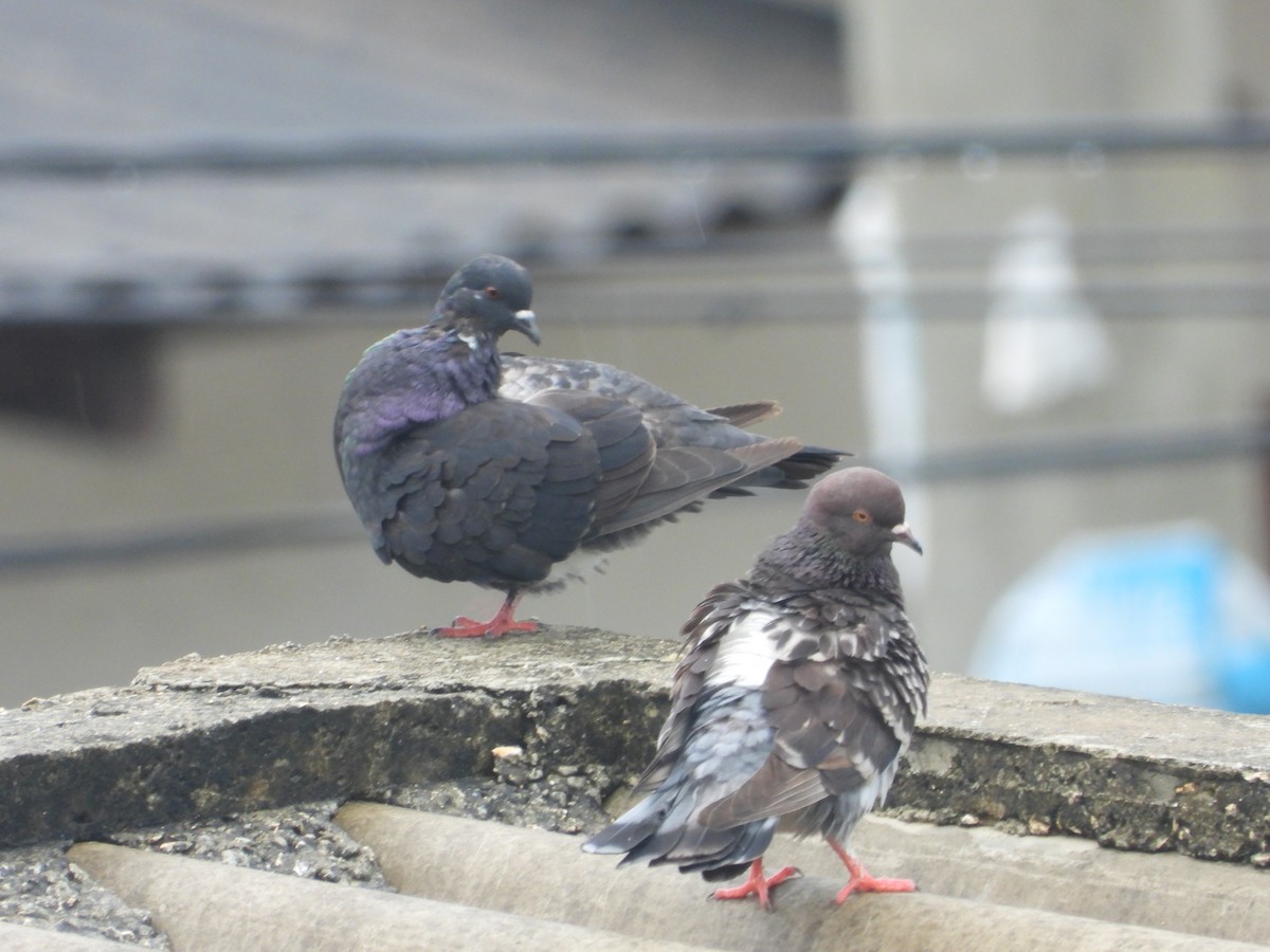 Rock Pigeon (Feral Pigeon) - ML617997985